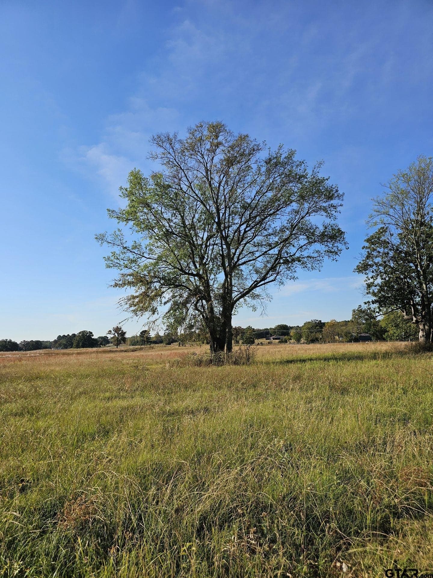 3.35 acres in Titus County gallery image 3
