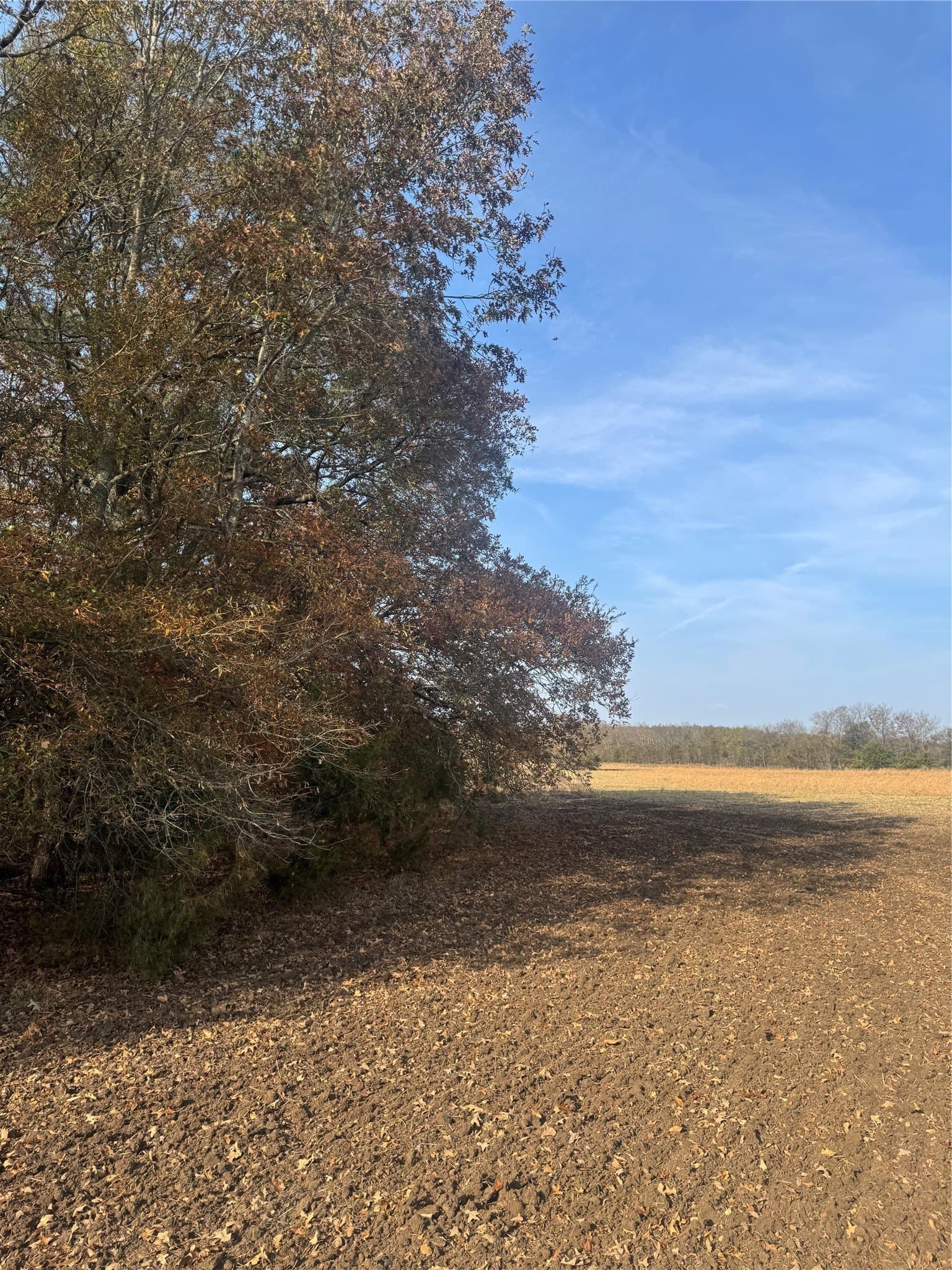 119 acres in Red River (TX) County - photo 17