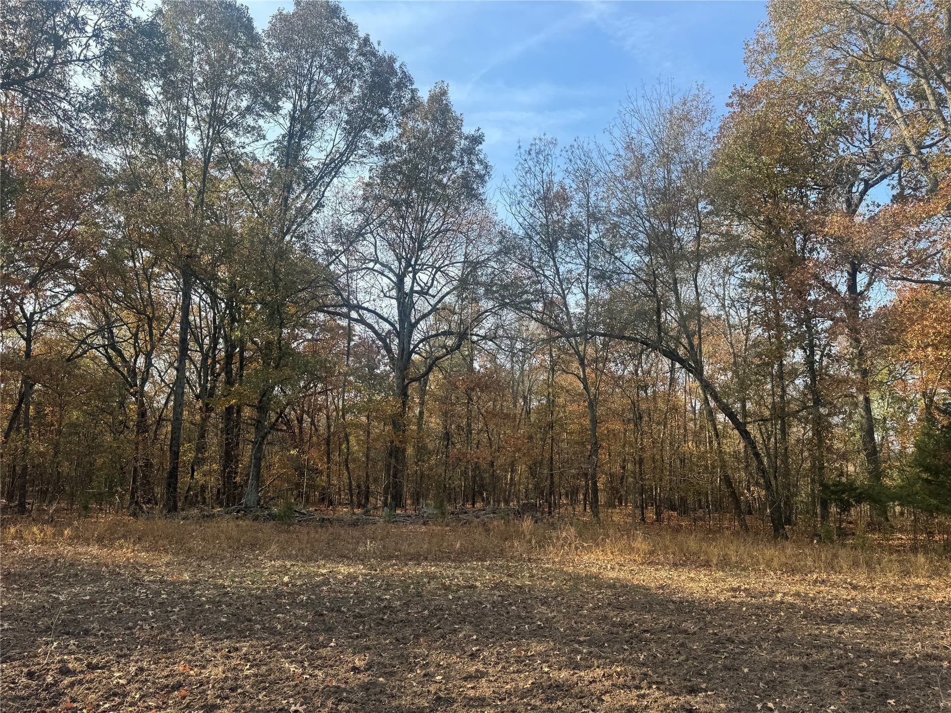 119 acres in Red River (TX) County - photo 3