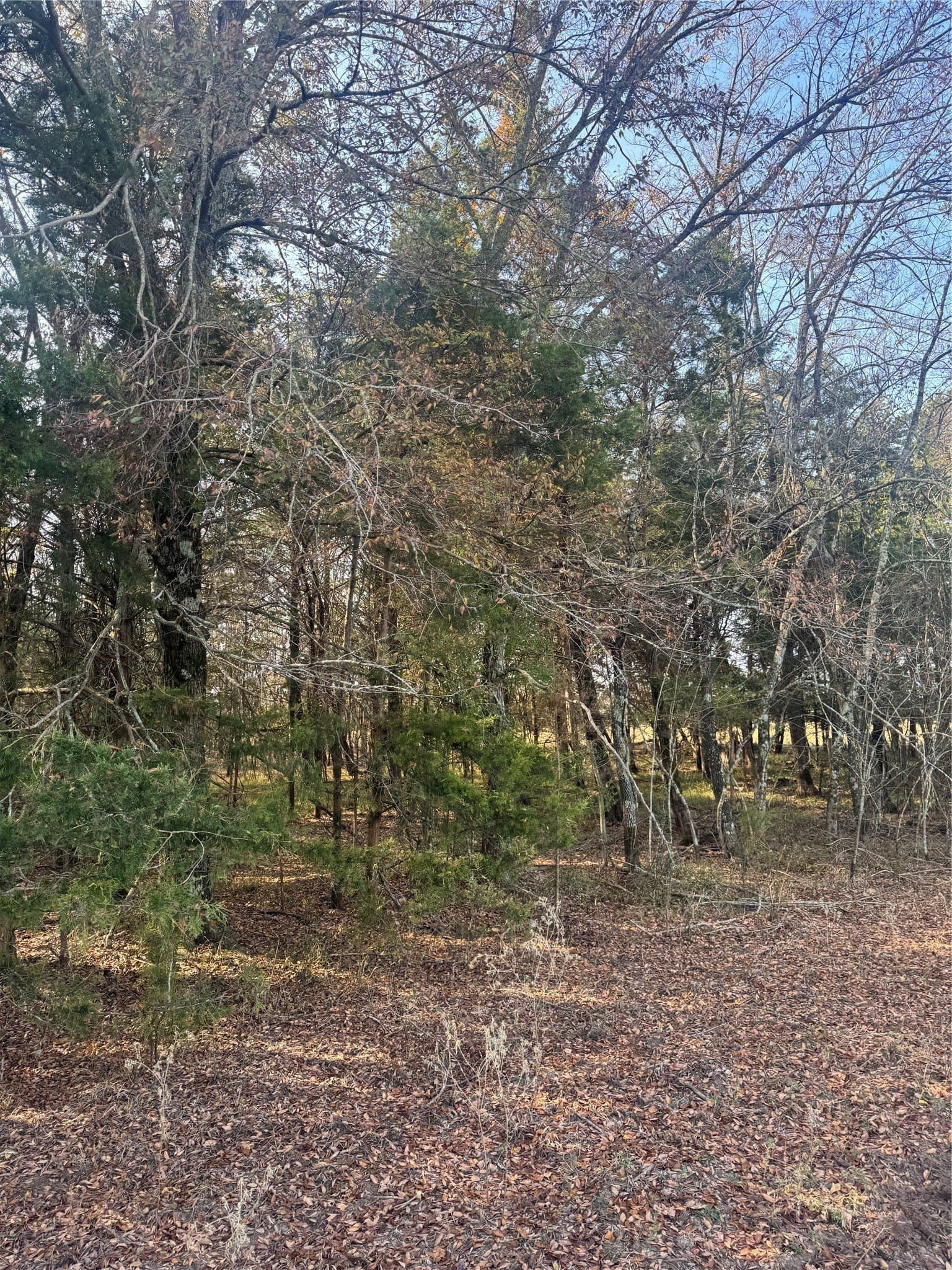 119 acres in Red River (TX) County - photo 13