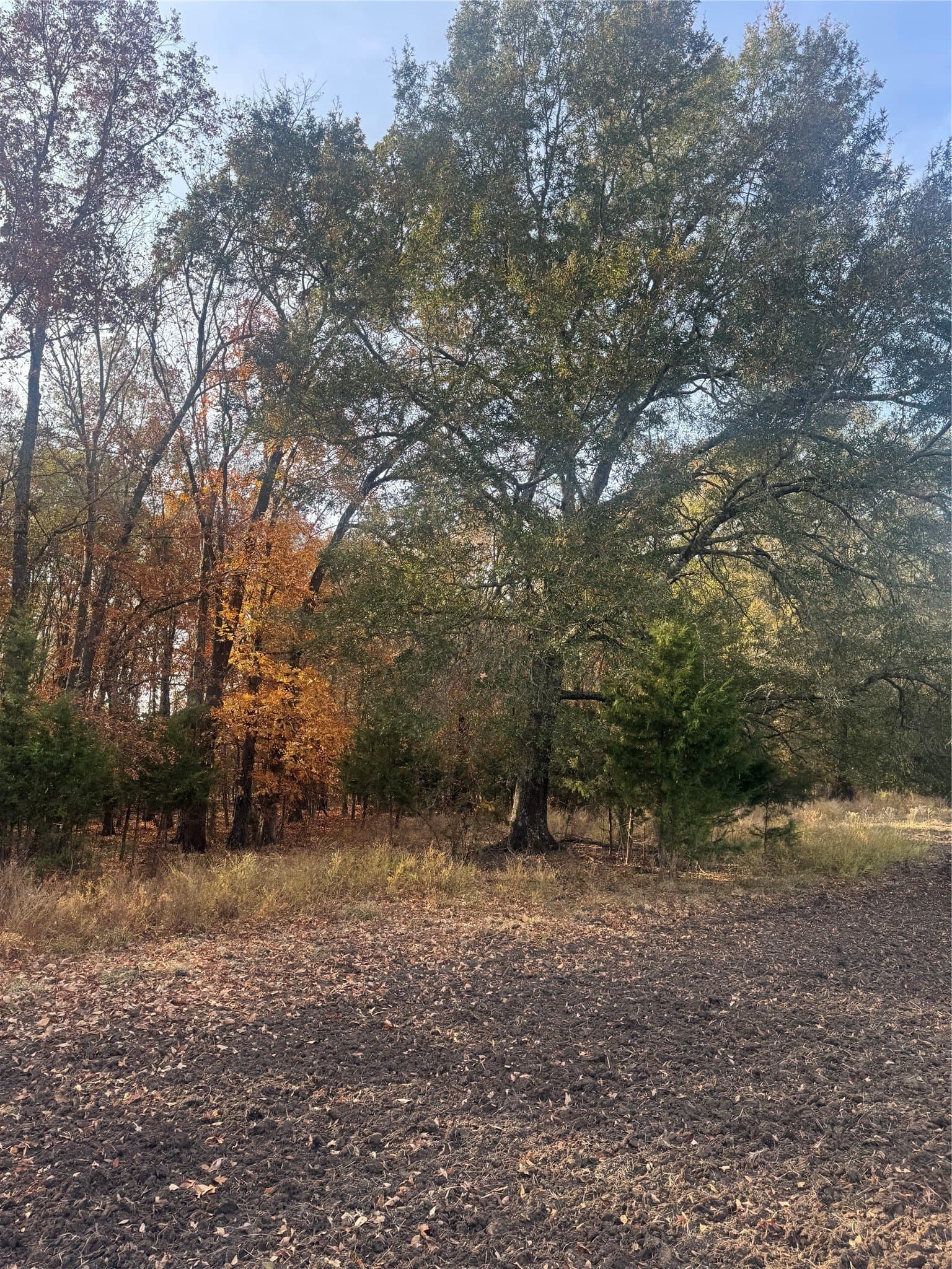 119 acres in Red River (TX) County - photo 14