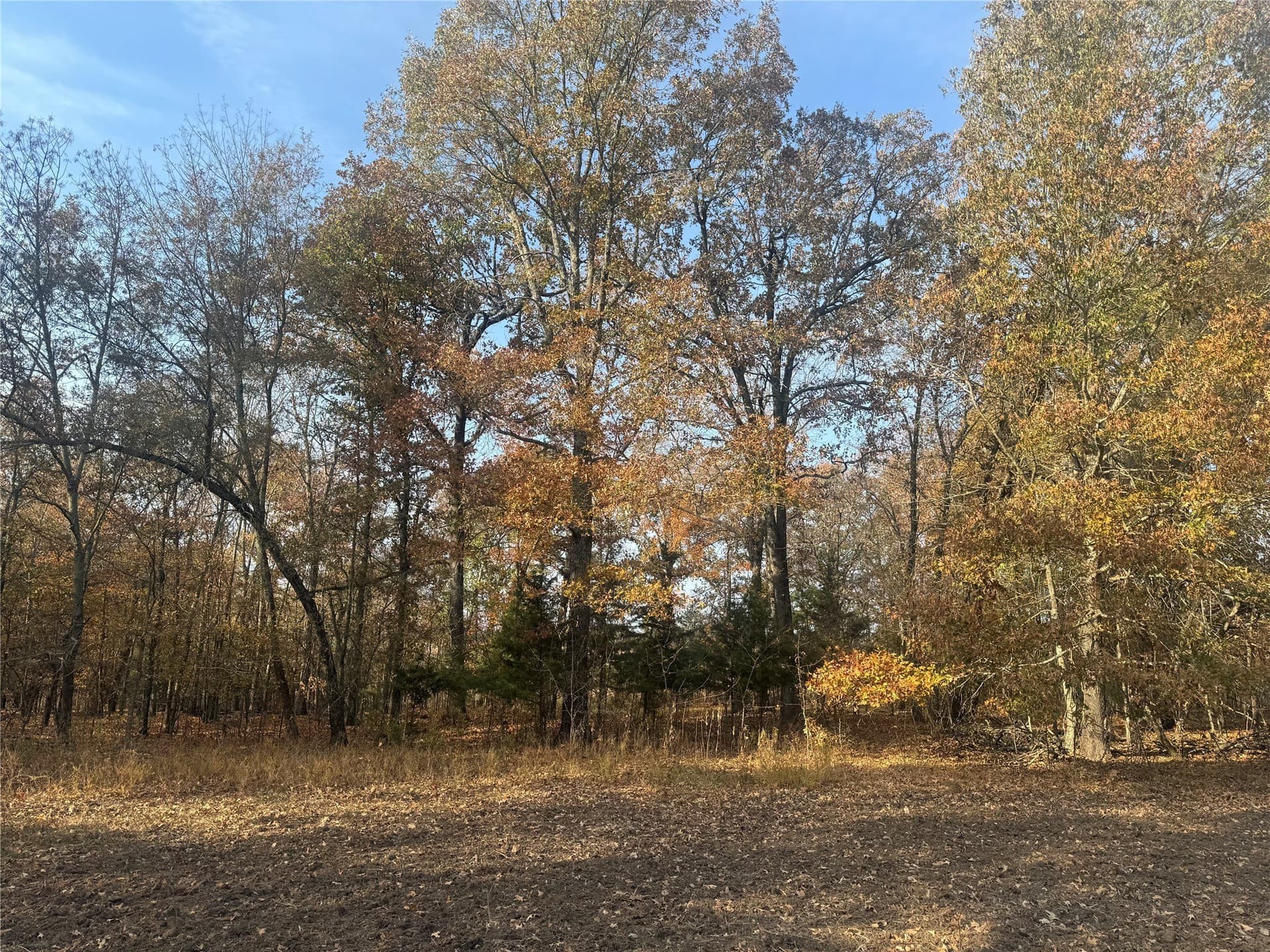 119 acres in Red River (TX) County - photo 4