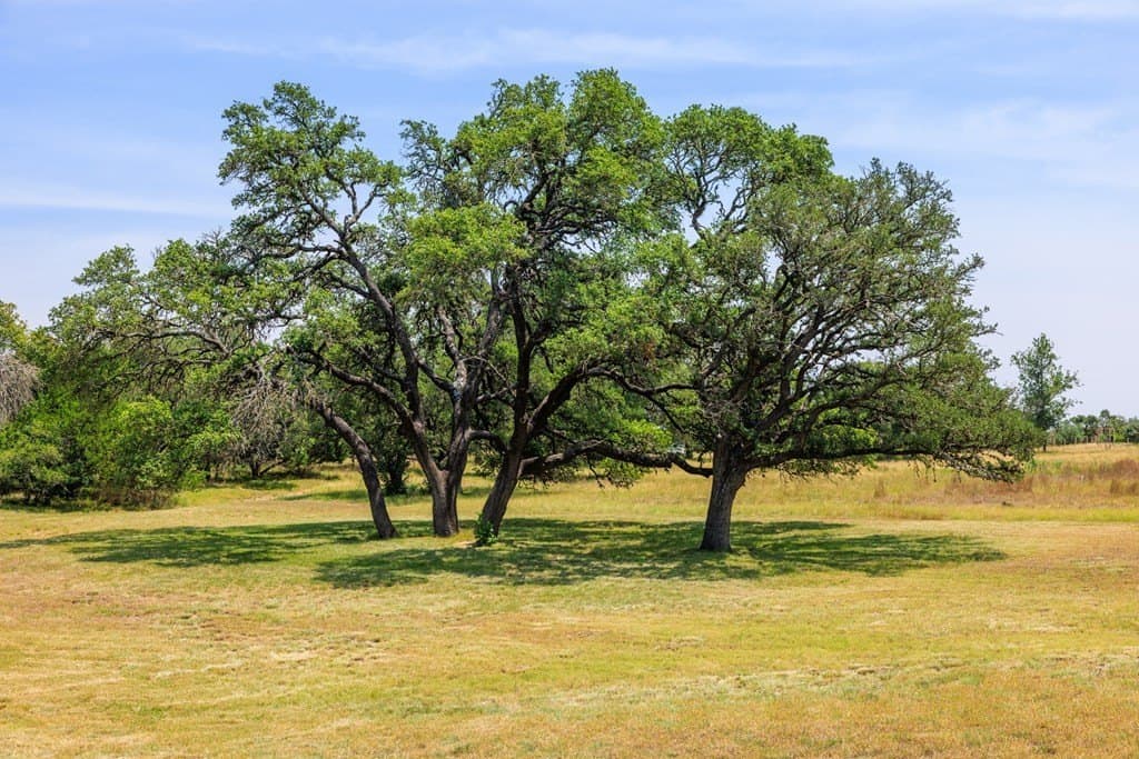 17 acres in Gillespie County - photo 51