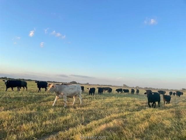 78.96 acres in Milam County featured view
