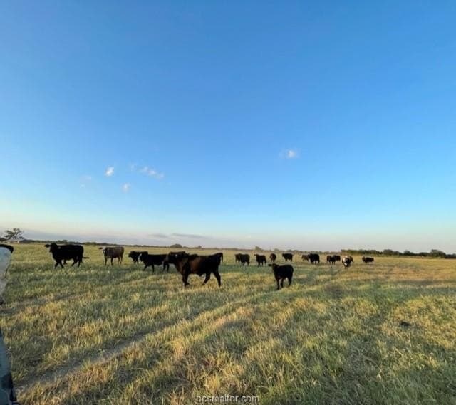 78.96 acres in Milam County - photo 6