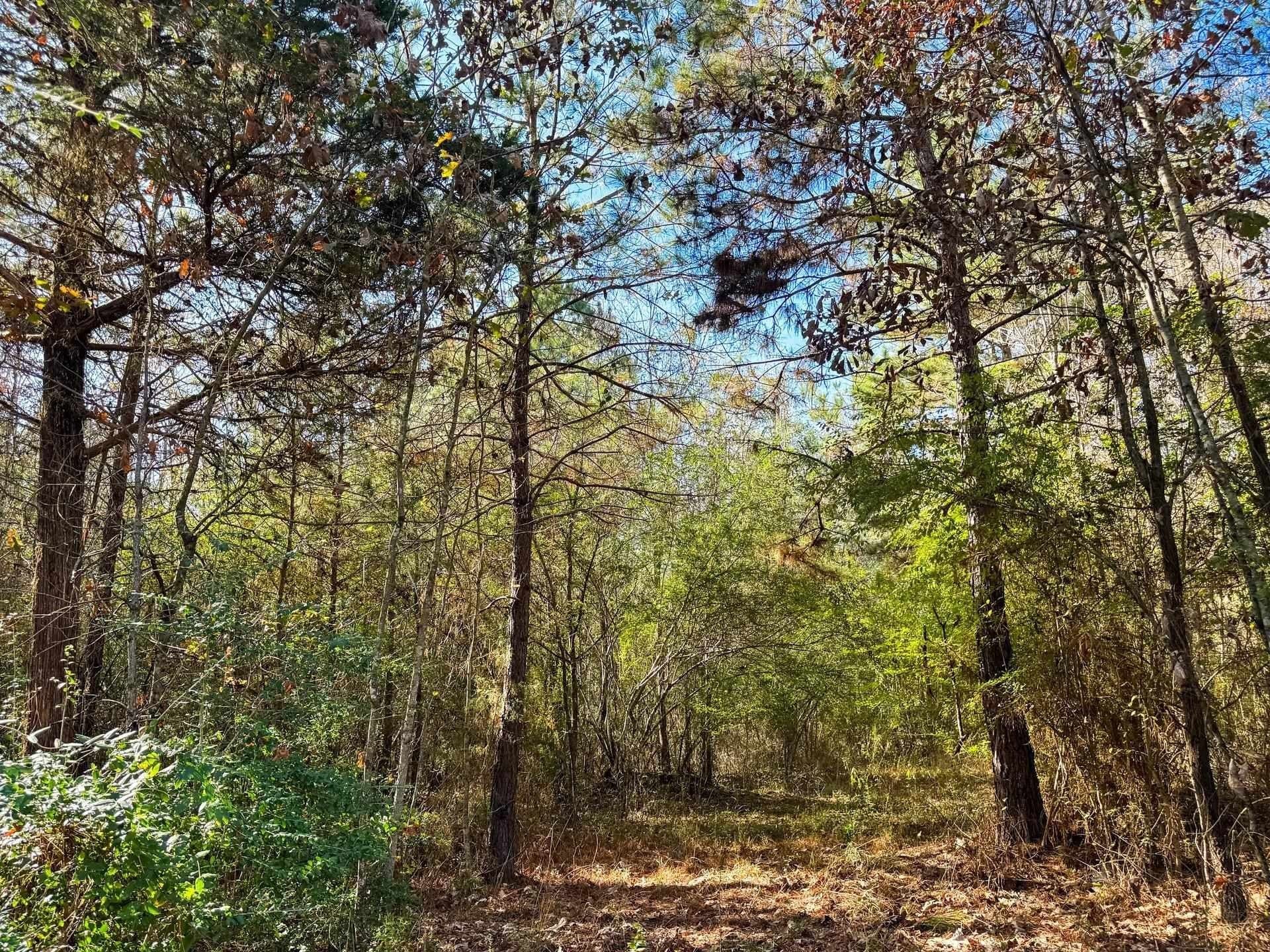 13.66 acres in Cass County - photo 11