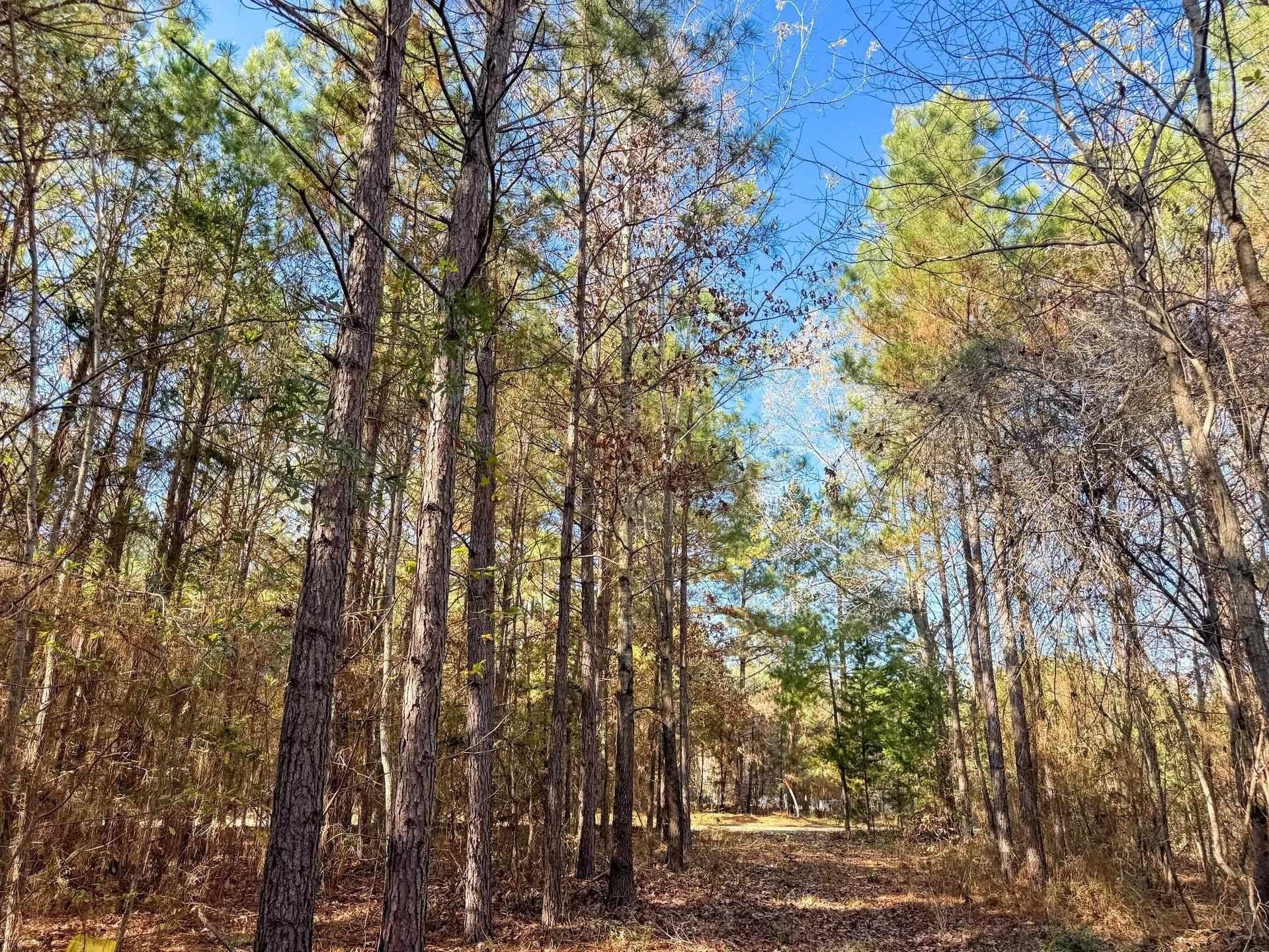 13.66 acres in Cass County - photo 14