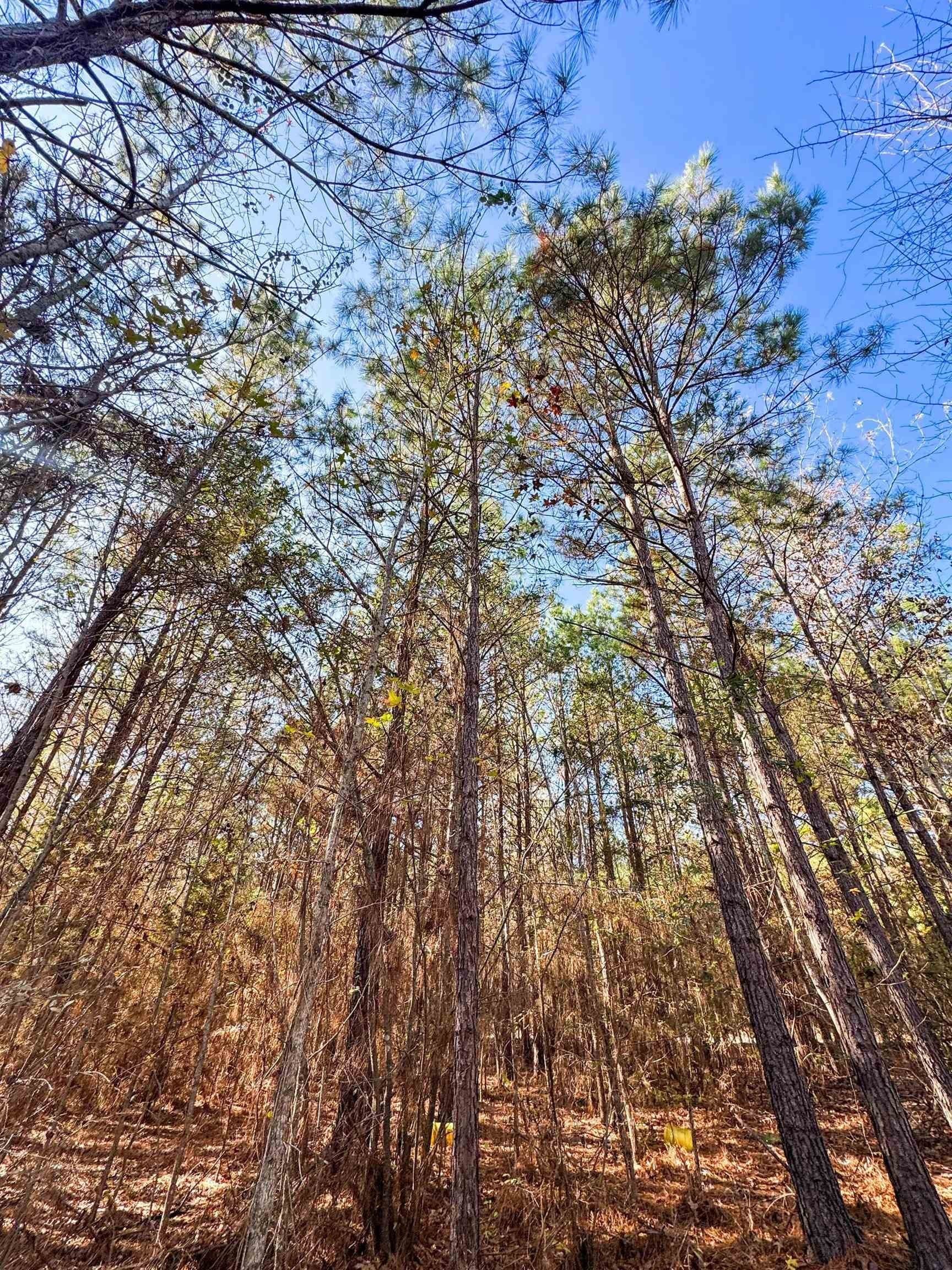 13.66 acres in Cass County - photo 9