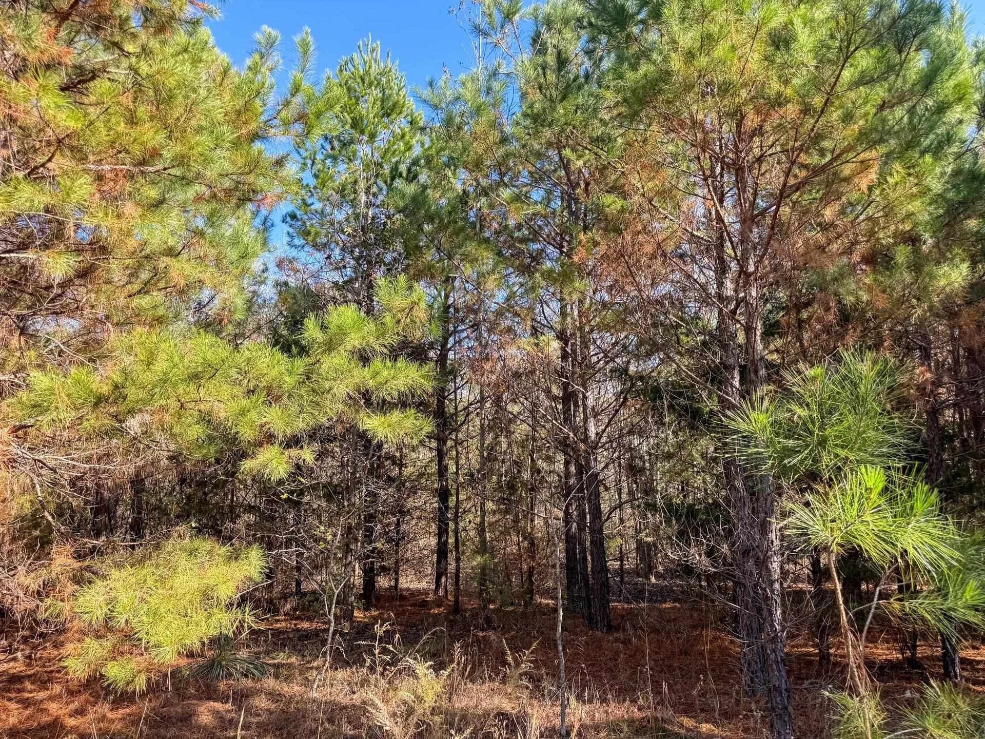 13.66 acres in Cass County - photo 6