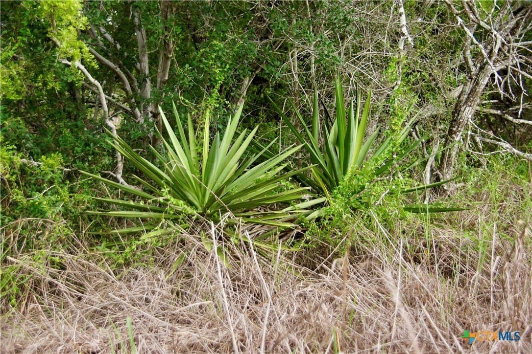 36.95 acres in Goliad County - photo 9