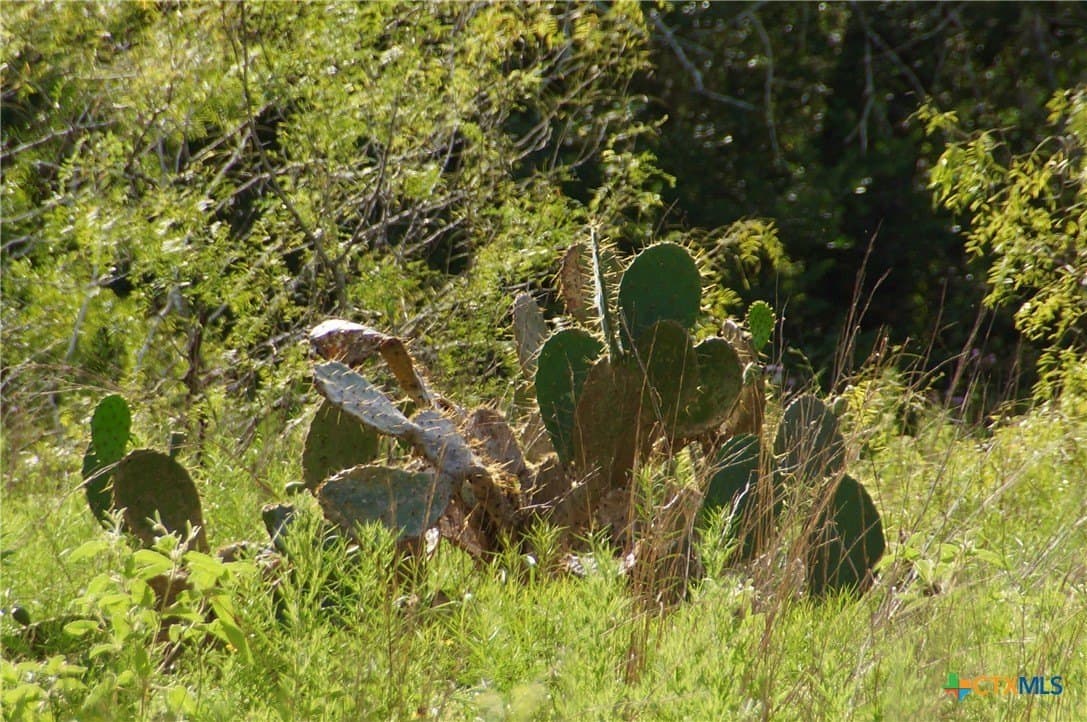 36.95 acres in Goliad County - photo 16