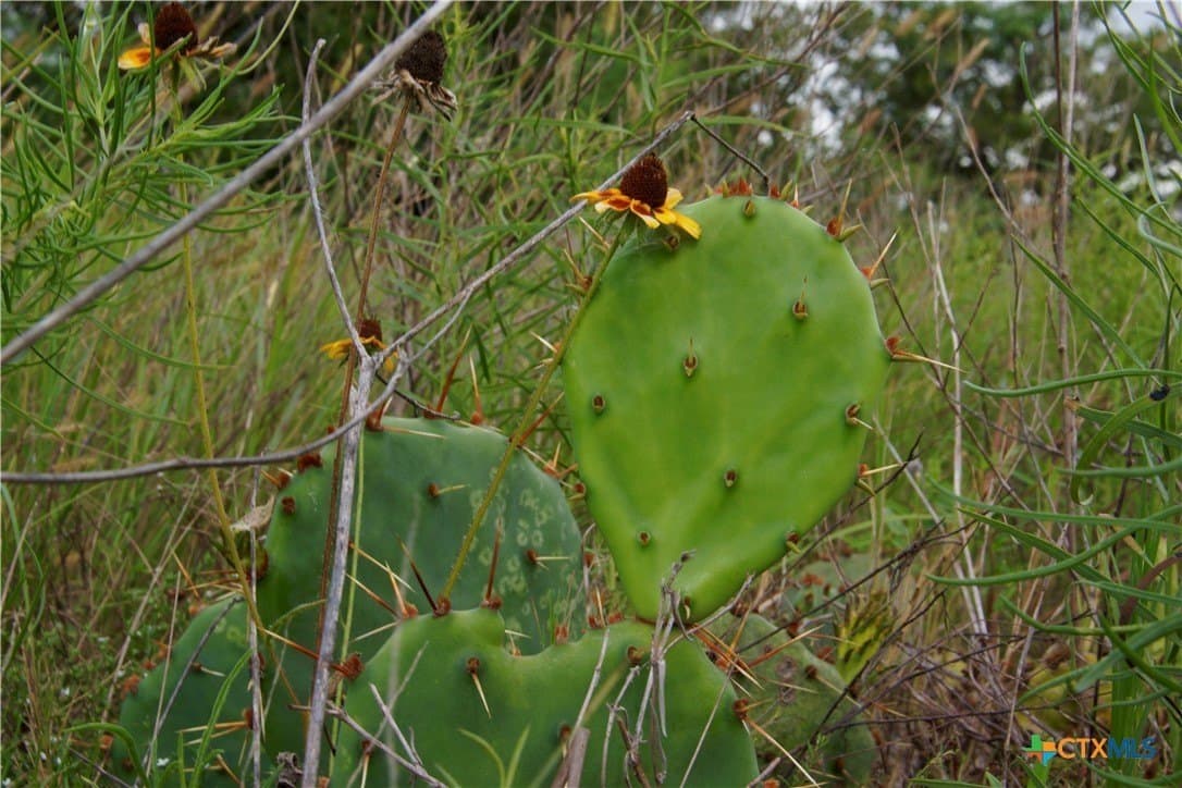 36.95 acres in Goliad County - photo 7