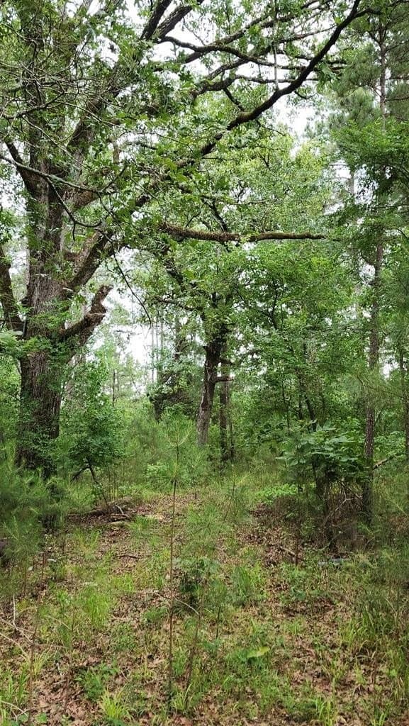 79.26 acres in Texas County - photo 7