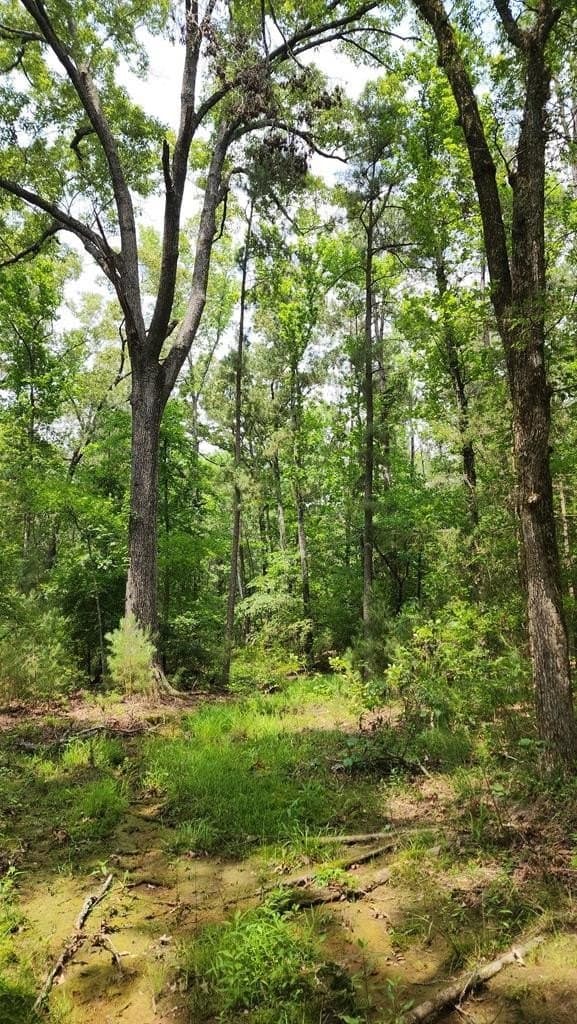 79.26 acres in Texas County - photo 4