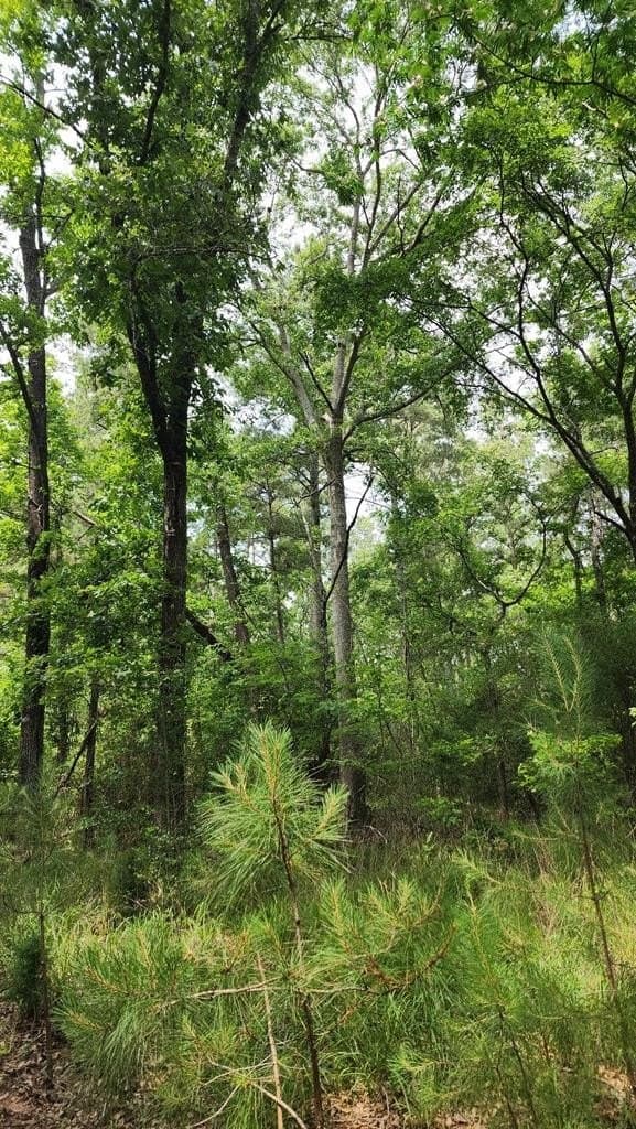 79.26 acres in Texas County - photo 9