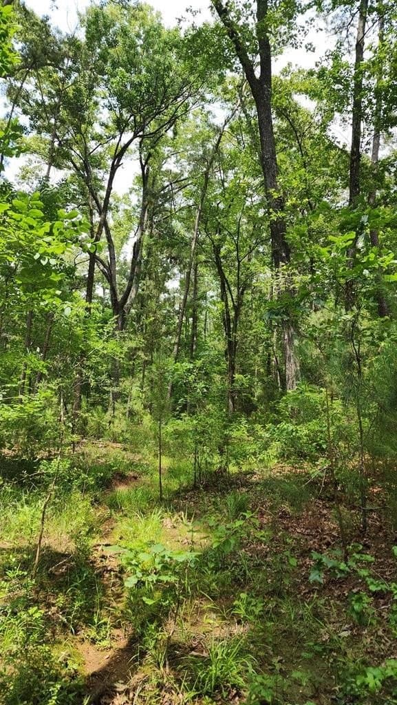 79.26 acres in Texas County - photo 6