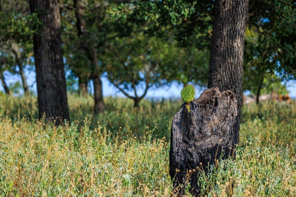 99.79 acres in Gillespie County - photo 23