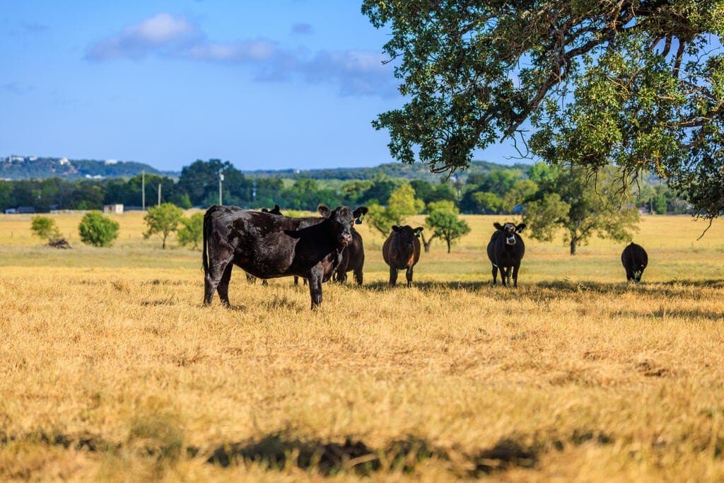 99.79 acres in Gillespie County - photo 11