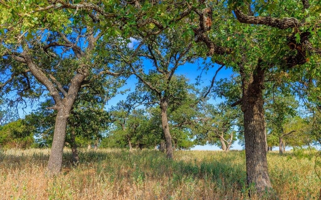 99.79 acres in Gillespie County - photo 22