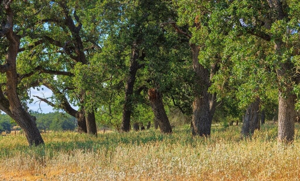 99.79 acres in Gillespie County - photo 13