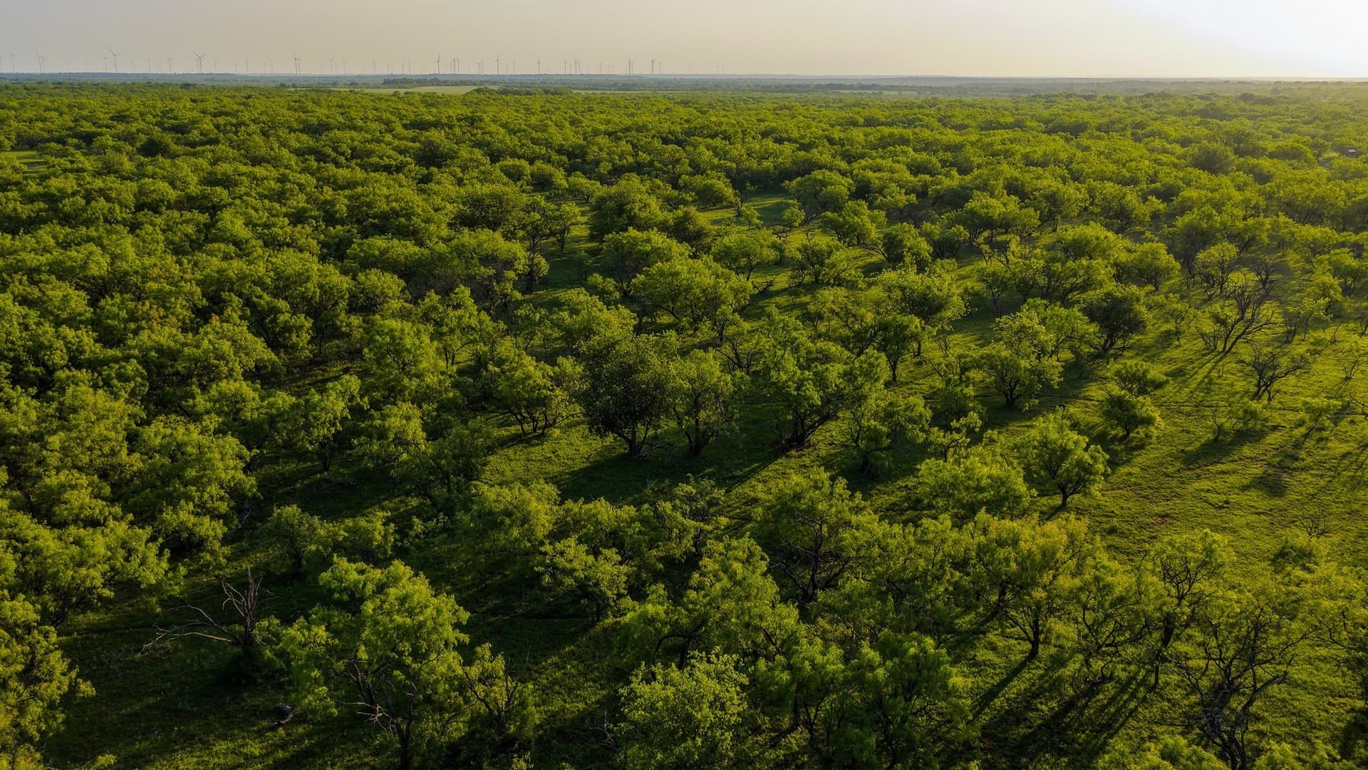 489 acres in Young County - photo 34