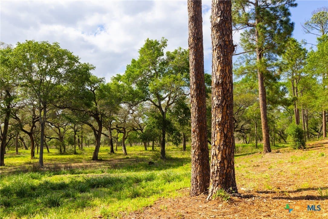 40 acres in Colorado County gallery image 4