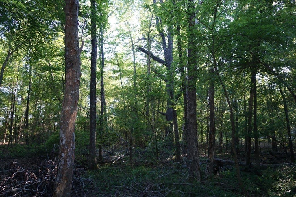 6 acres in Henderson County gallery image 4