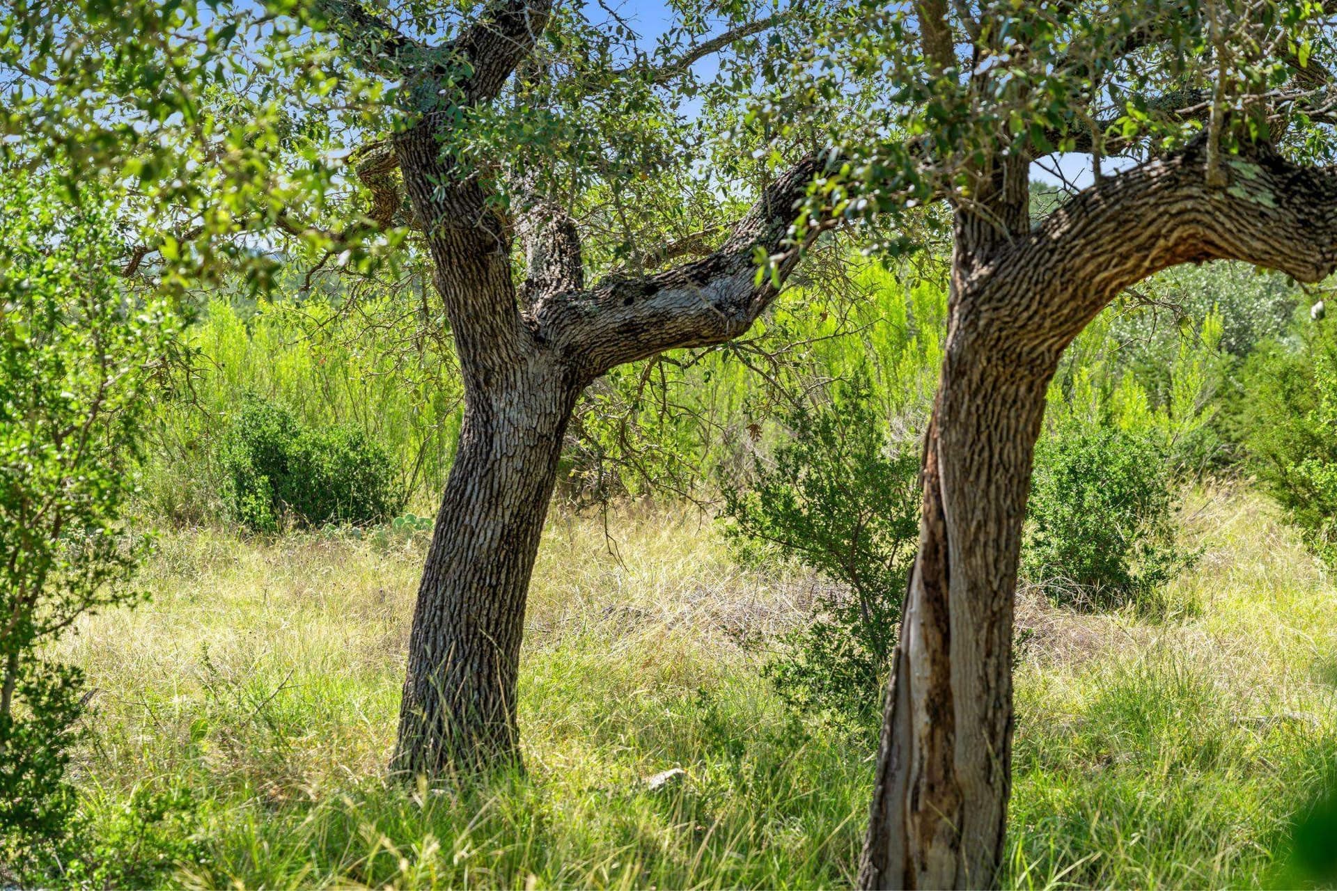 25 acres in Blanco County - photo 24