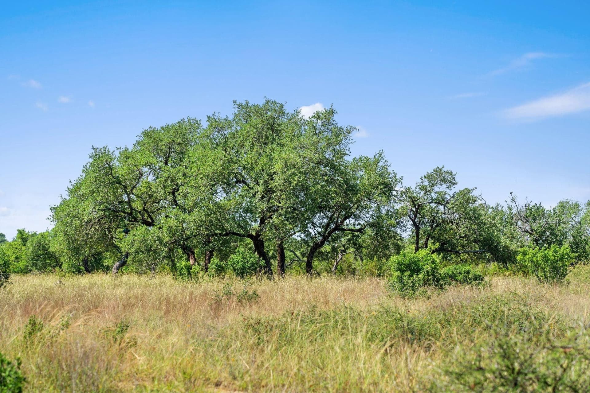 25 acres in Blanco County - photo 16