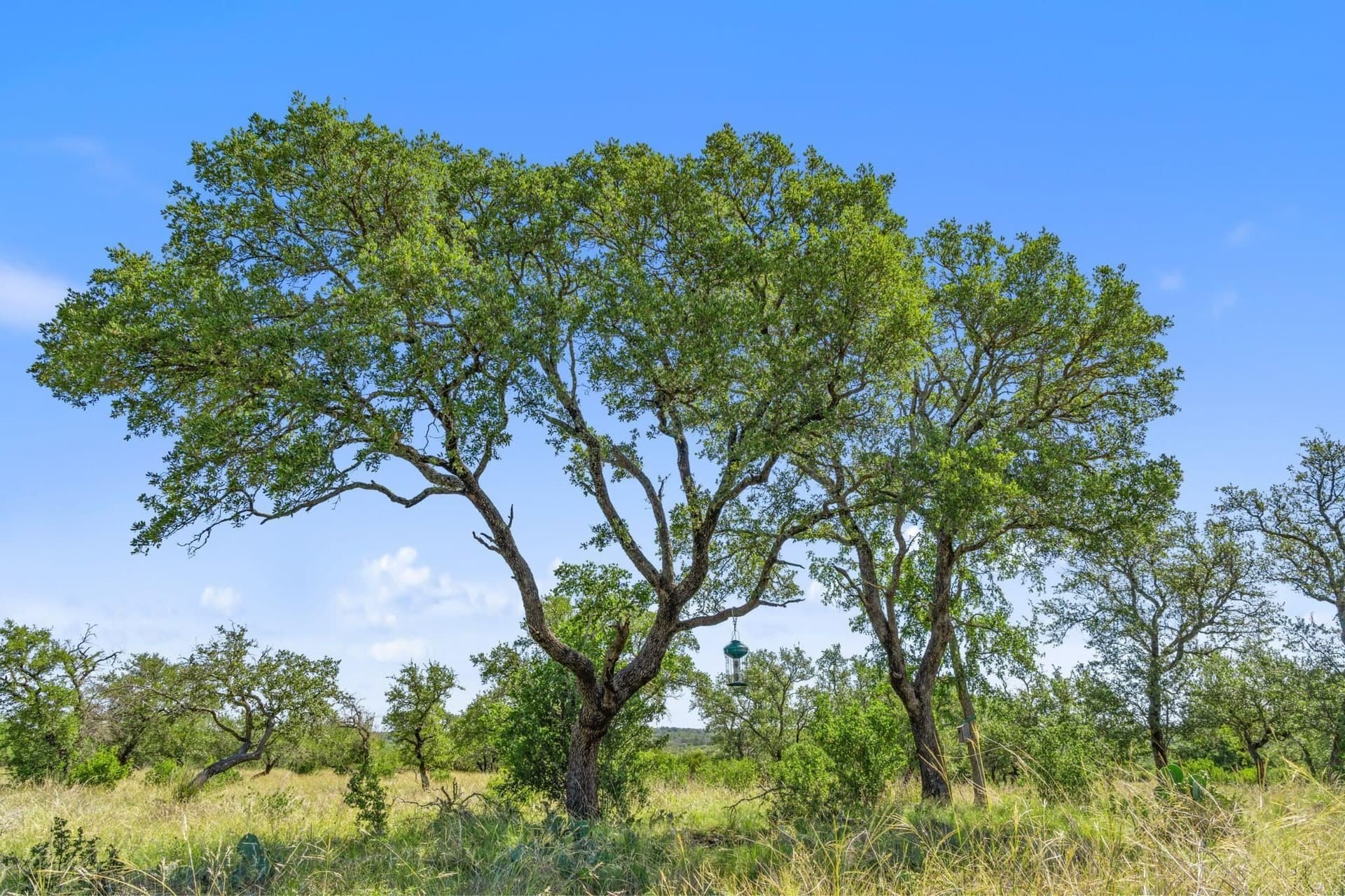 25 acres in Blanco County - photo 29