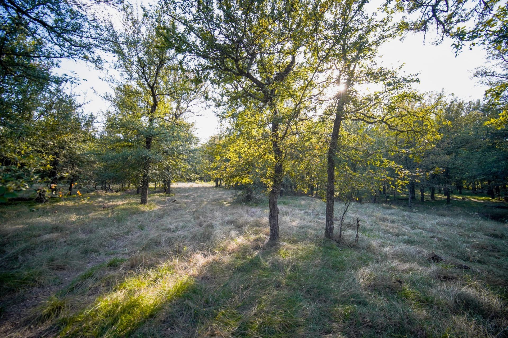 99.97 acres in Jack County - photo 15