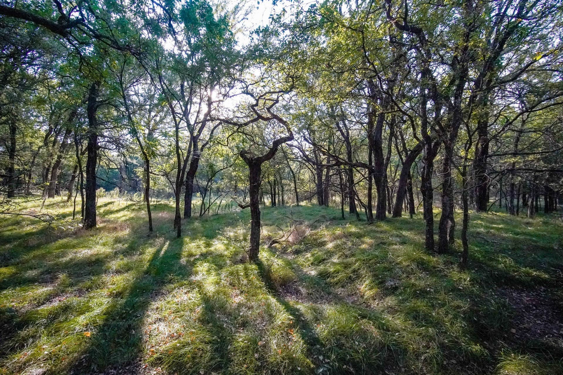 99.97 acres in Jack County - photo 17