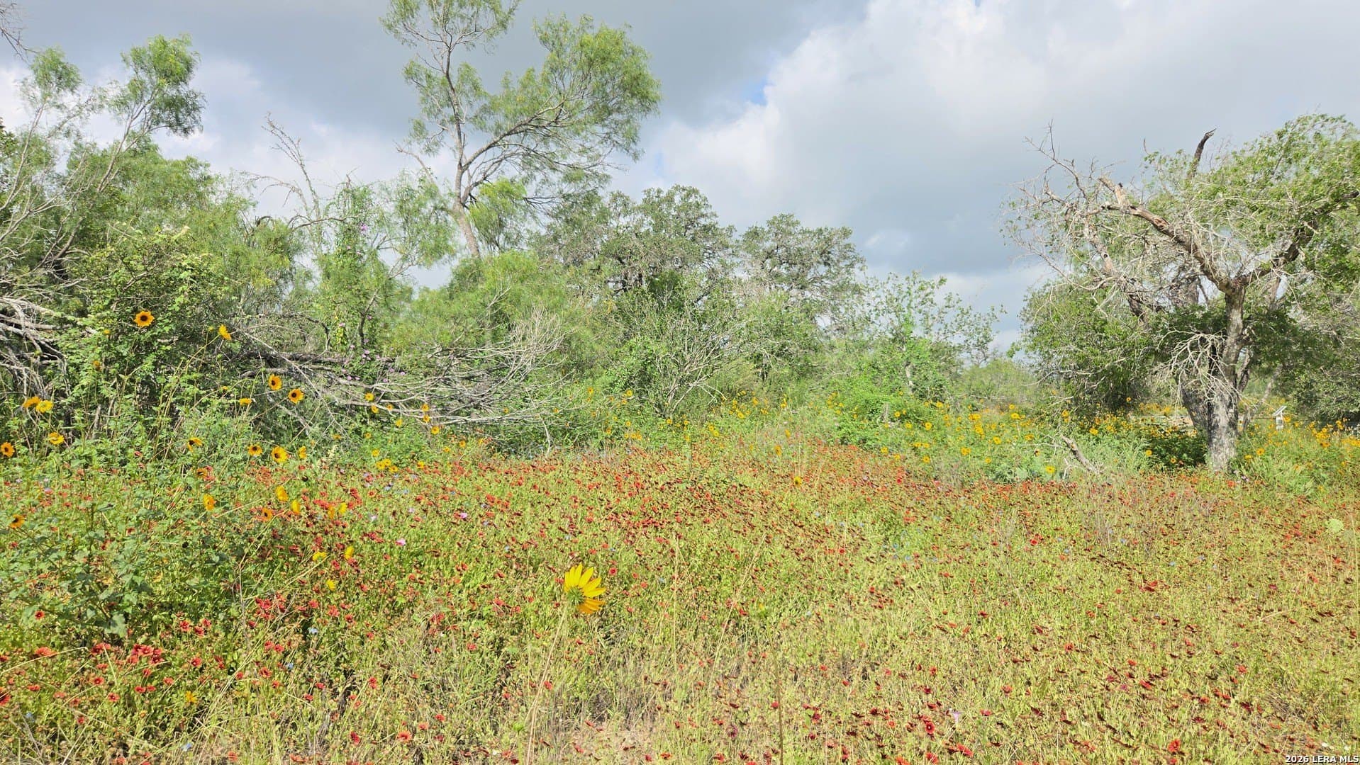 27.67 acres in Atascosa County featured view