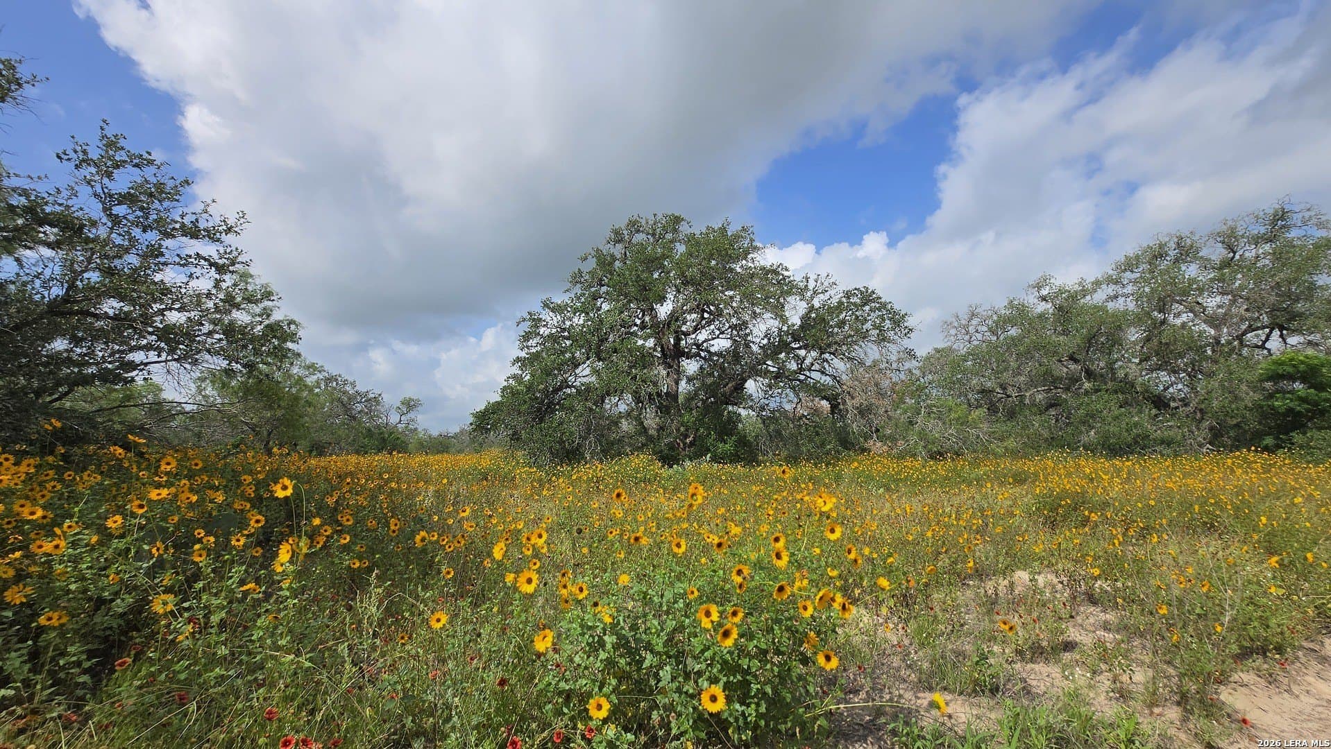 27.67 acres in Atascosa County gallery image 2