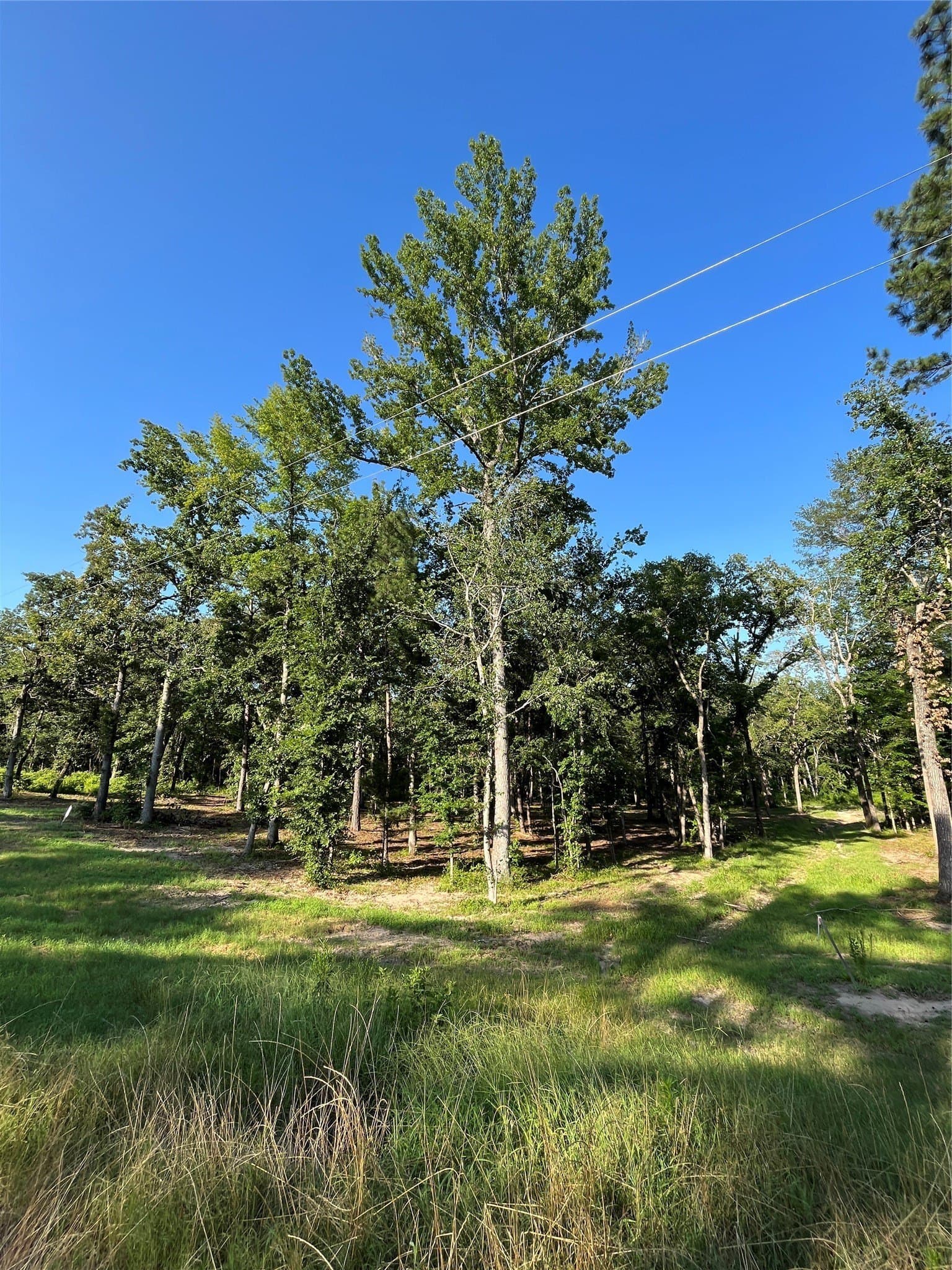 2.38 acres in Henderson County - photo 10