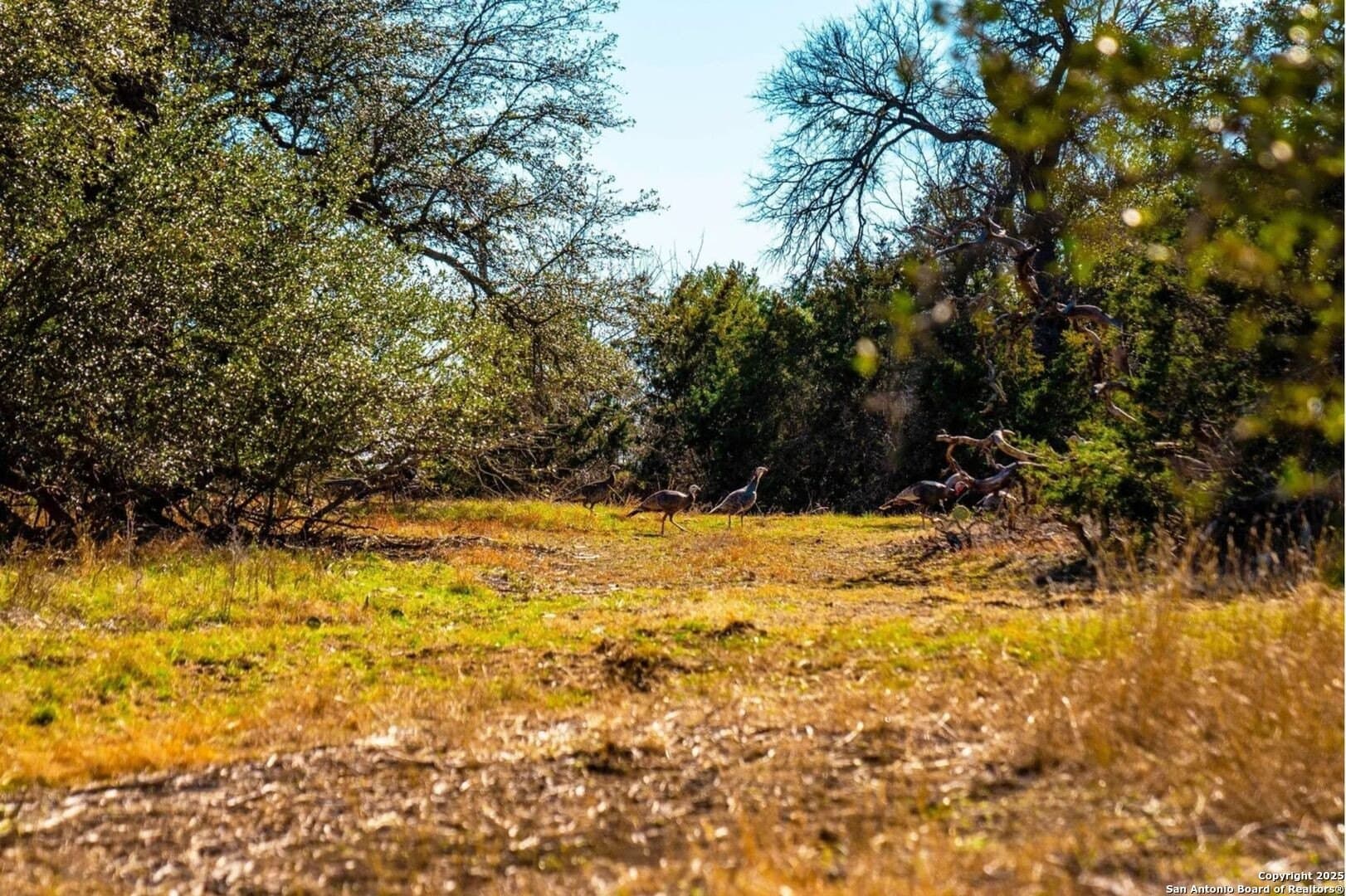 20 acres in Williamson County featured view