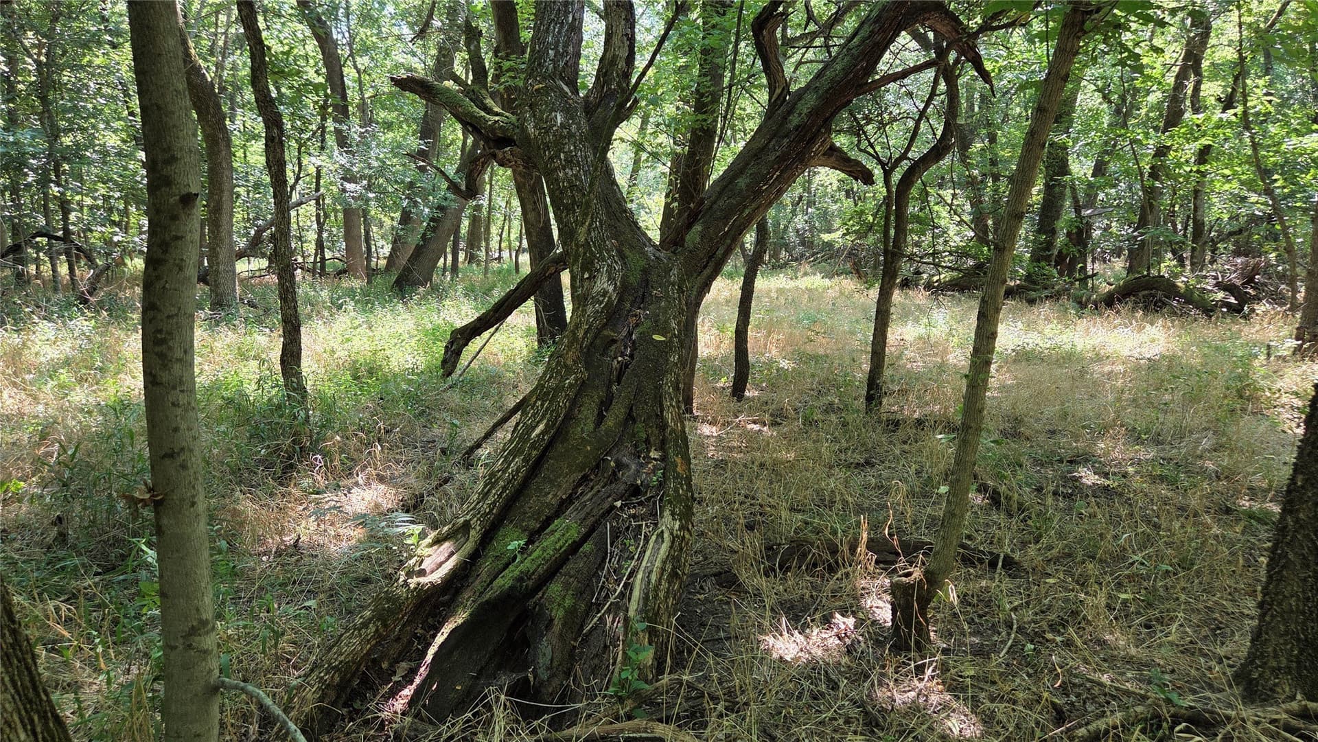 97.17 acres in Hunt County - photo 12