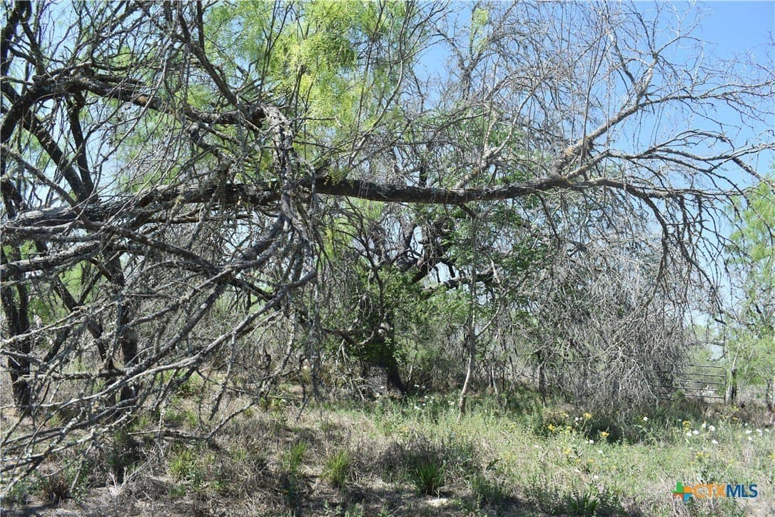 40 acres in Atascosa County - photo 16