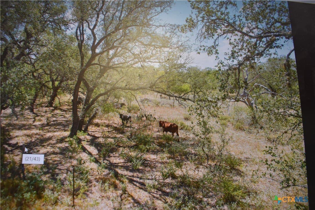 40 acres in Atascosa County - photo 10