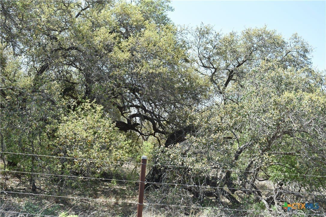 40 acres in Atascosa County - photo 6