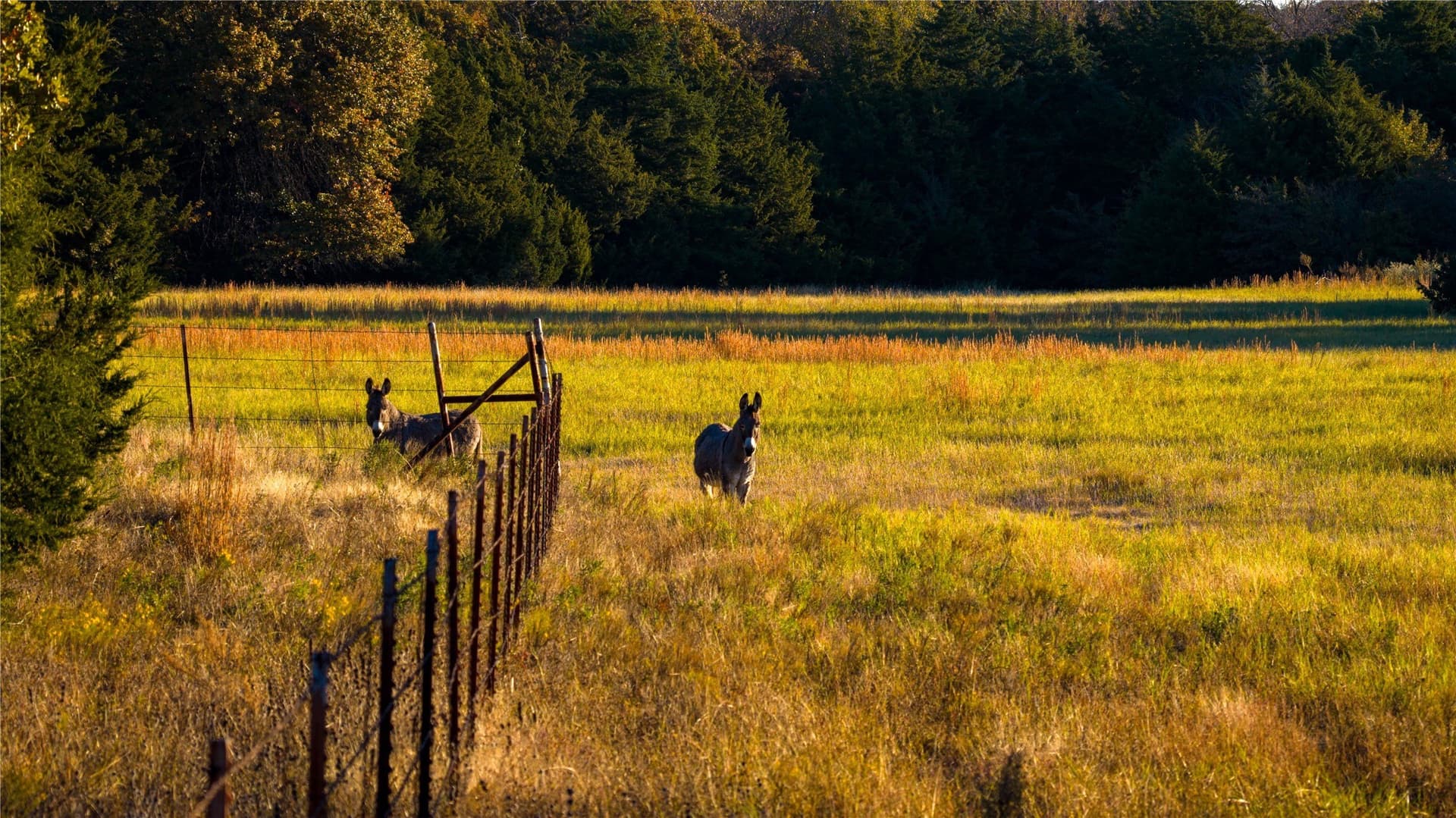 232 acres in Cooke County - photo 33