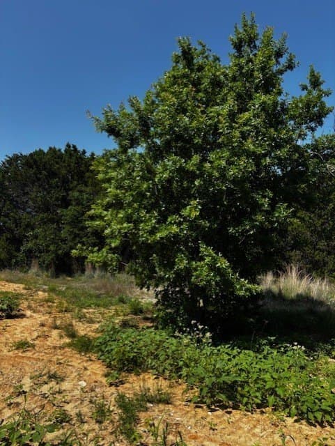 6.02 acres in Parker County featured view
