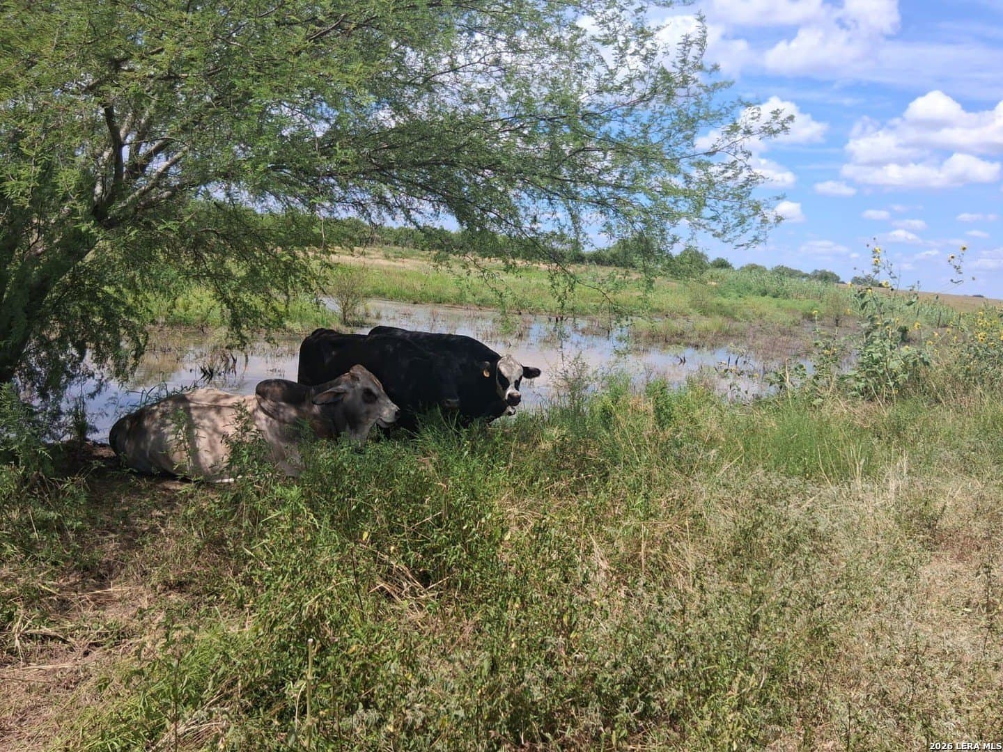 20.66 acres in Wilson County - photo 44