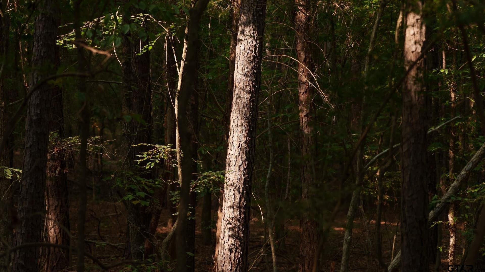 119 acres in Smith County - photo 19