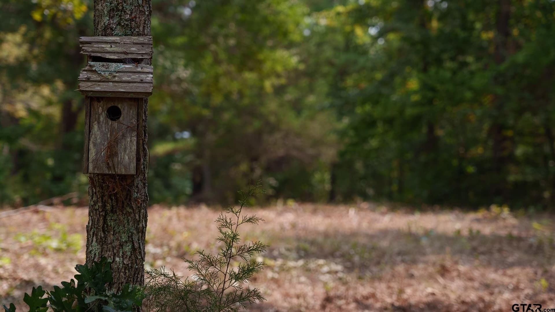 119 acres in Smith County - photo 12
