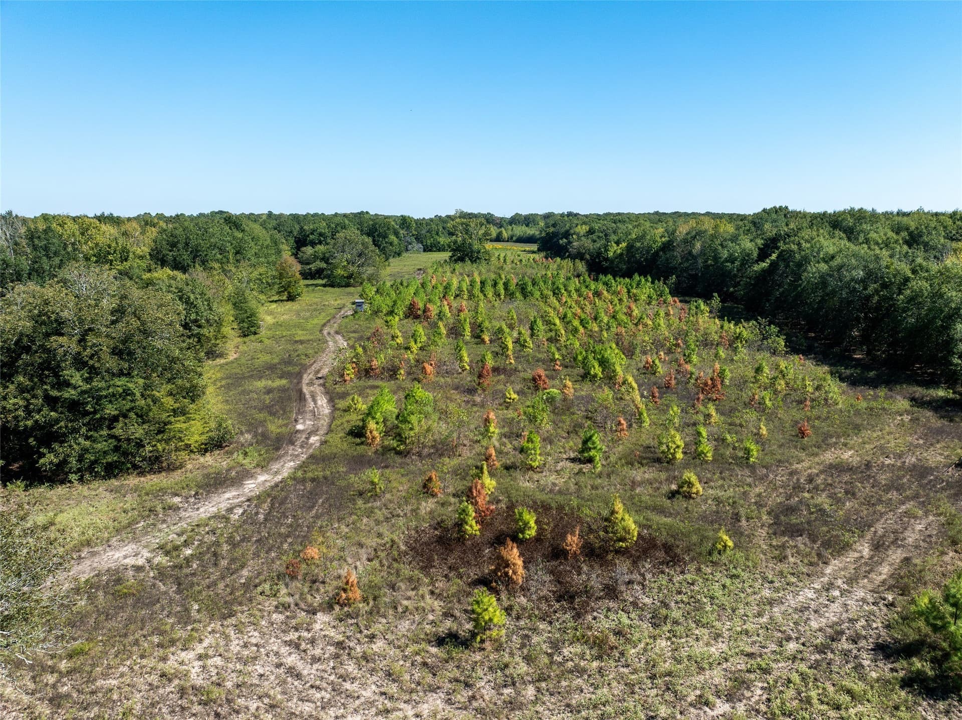 310 acres in Red River (TX) County - photo 15
