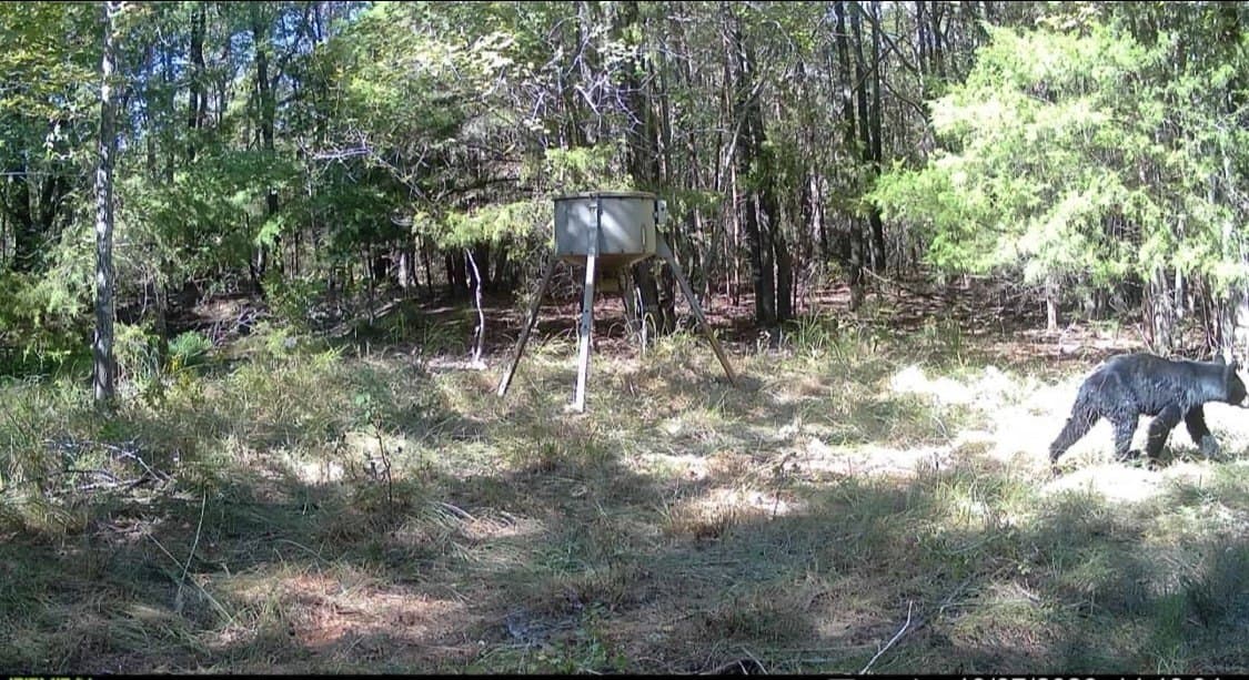 310 acres in Red River (TX) County - photo 5