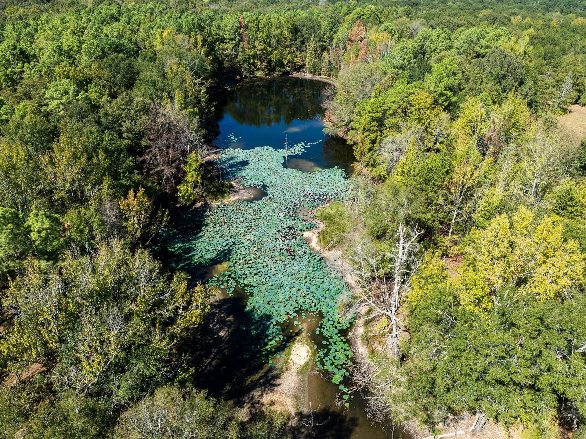 310 acres in Red River (TX) County - photo 12