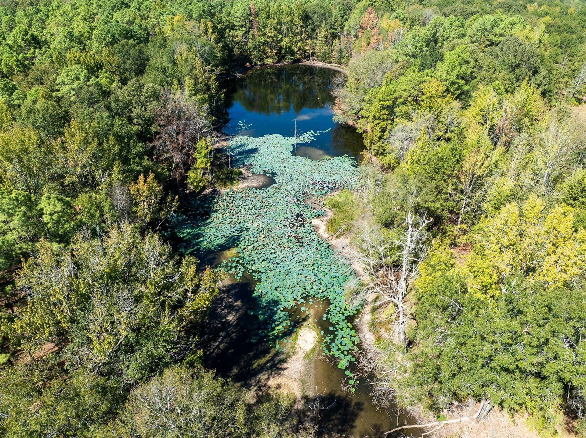 310 acres in Red River (TX) County - photo 11