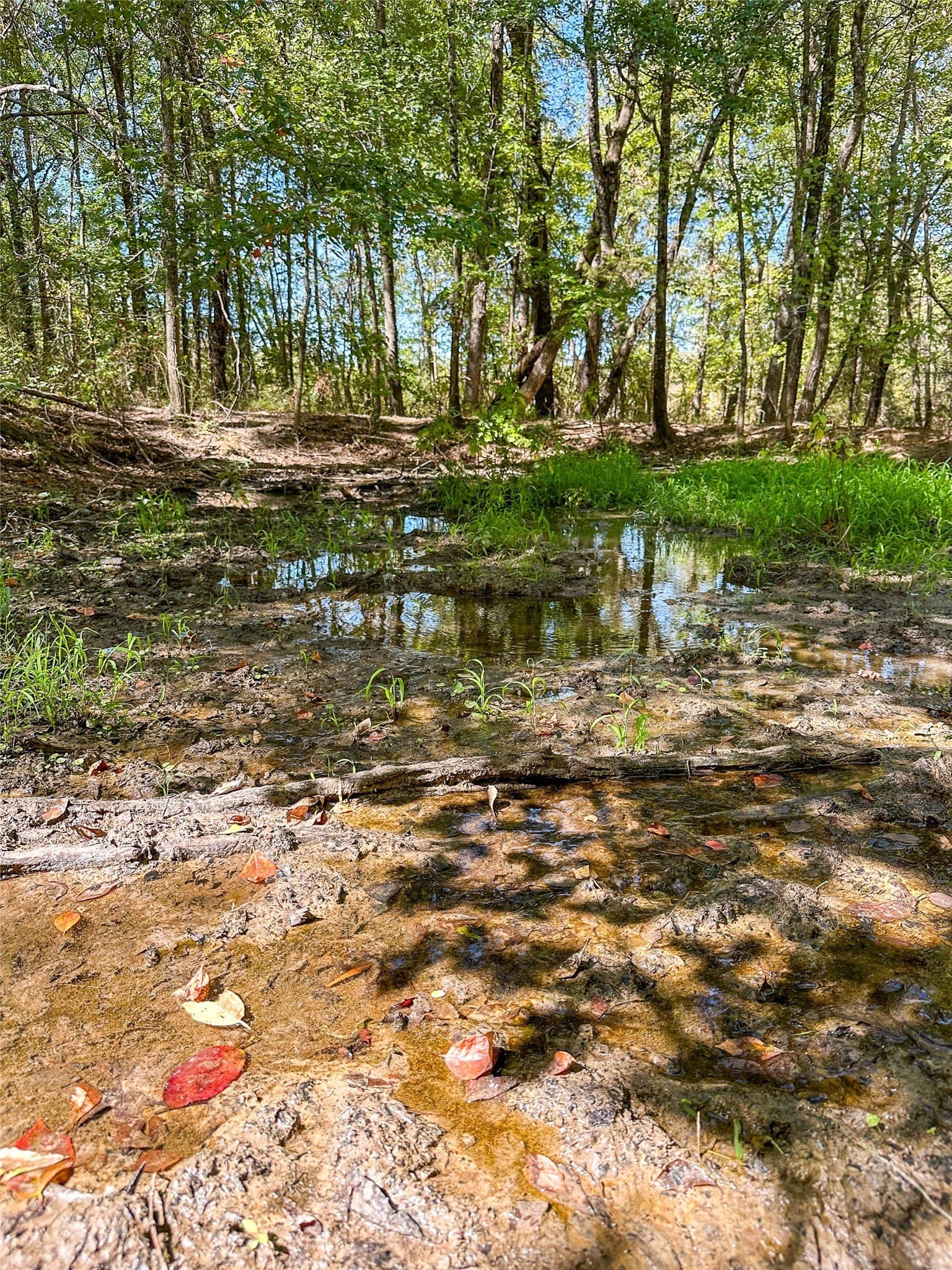310 acres in Red River (TX) County - photo 30